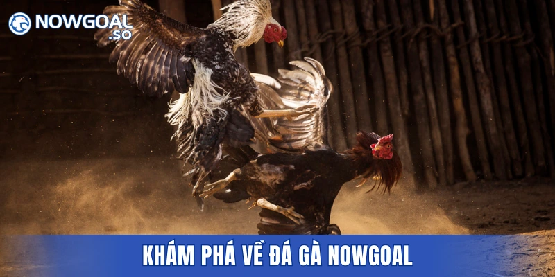 Khám phá về đá gà NOWGOAL