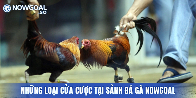 Những loại cửa cược tại sảnh đá gà NOWGOAL thu hút người chơi