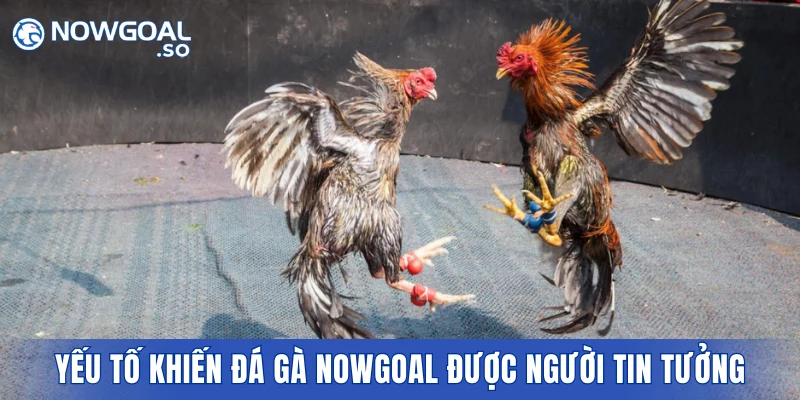Những yếu tố khiến sảnh đá gà NOWGOAL được người chơi tin tưởng
